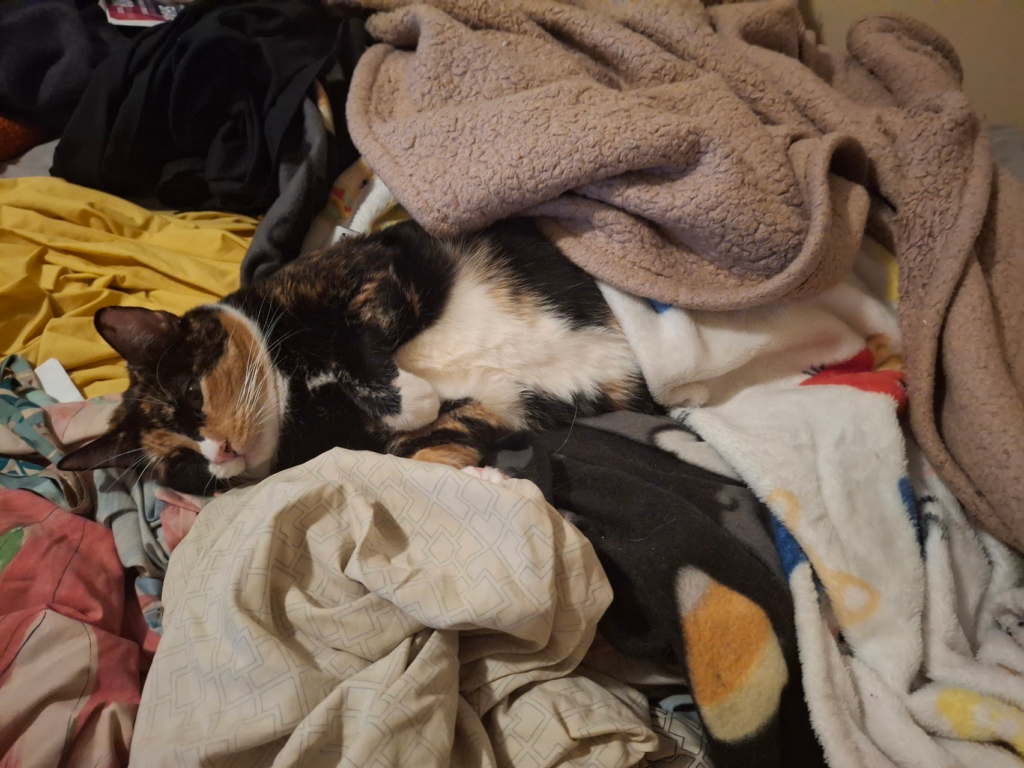 this is pina she's a tortie fatty catty
