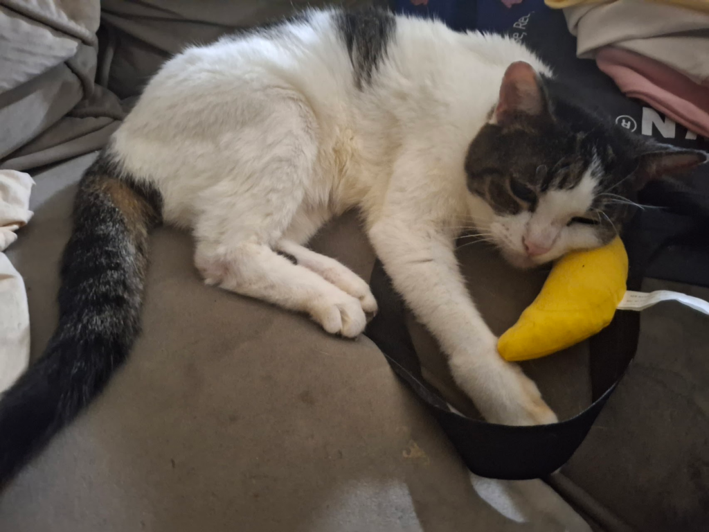 this is olive she is an old lady who loves her catnip banana